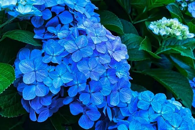 Hortensias