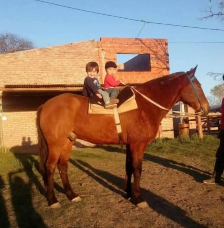 General Acha: Condenaron a un hombre a tres años de prisión en suspenso por matar y carnear un caballo