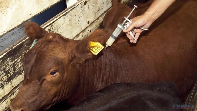 Realizarán en Ingeniero Luiggi una jornada de capacitación sobre zoonosis y prevención de carbunclo