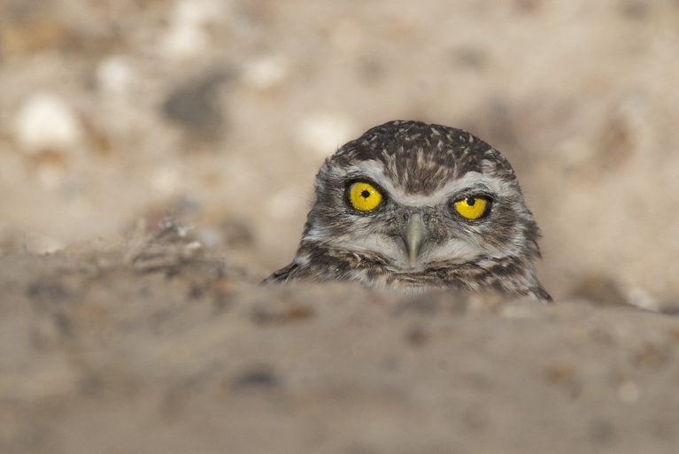 Gabriel Rojo: de los salitrales pampeanos a publicar en National Geographic España